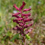 Fumaria, plantas medicinales Fumaria, plantas medicinales