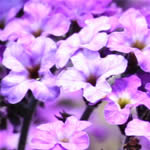 Heliotropo, plantas curativas