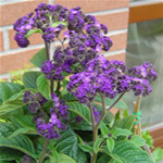 Heliotropo, plantas curativas 