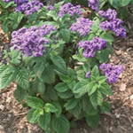Heliotropo, plantas curativas 