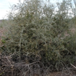 Palo azul, planta medicinal