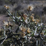Palo azul, planta medicinal