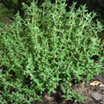 Tomillo, planta medicinal