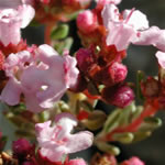 Tomillo, planta medicinal