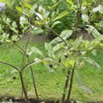belladona, plantas curativas y alucinogenas