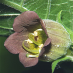 salvia, plantas curativas alucinogena