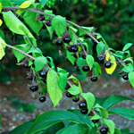 belladona, plantas curativas y alucinogena
