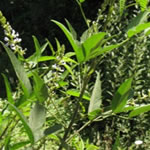 Culen, plantas medicinales