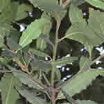 Laurel, plantas medicinales