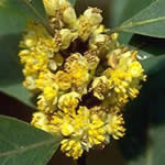 Laurel, plantas medicinales