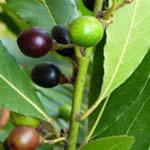 Laurel, plantas medicinales