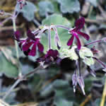 Umckaloabo, plantas medicinales