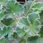 Umckaloabo, plantas medicinales