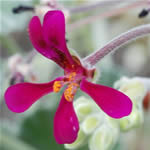 Umckaloabo, plantas medicinales