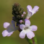 Foto de Verbena officinalis