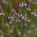 Foto de Verbena officinalis
