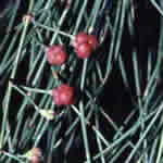 Efedra, planta medicinal