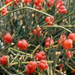 Efedra, planta medicinal