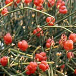 Efedra, planta medicinal Efedra, planta medicinal