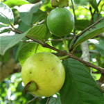 Fotos de la planta Guayaba