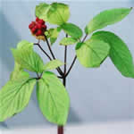 Ginseng, planta medicinal fotos