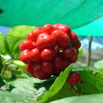 Ginseng, planta medicinal fotos