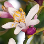 Limonero, fotos