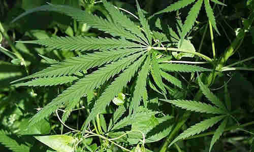planta cannabis sativa
