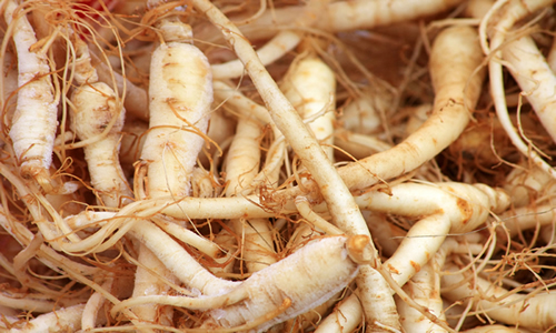 ginseng