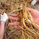 ginseng4