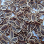 Eneldo, Anethum graveolens, fotos