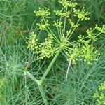 Eneldo, Anethum graveolens, fotos Eneldo, Anethum graveolens, fotos