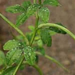 Fenogreco, fotos de plantas medicinales