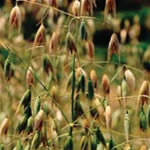 Avena, fotos plantas medicinales