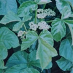  Condurango, fotos de plantas medicinales