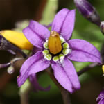 Dulcamara, fotos de plantas medicinales