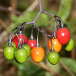 Dulcamara, fotos de plantas medicinales