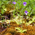 Pinguicula Vulgaris, Grasilla fotos