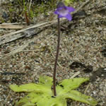 Pinguicula Vulgaris, Grasilla fotos