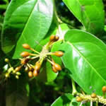 Cubeba, planta medicinal fotos