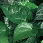 Cubeba, planta medicinal fotos