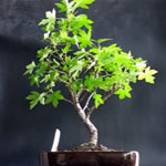 Estoraque, fotos de plantas medicinales
