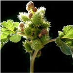 Bardana menor fotos plantas medicinales