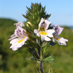 Eufrasia, plantas medicinales fotos