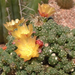 Espina colorada cactus fotos