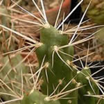Espina colorada cactus fotos
