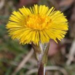 Tussilago farfara plantas medicinales Tussilago farfara plantas medicinales