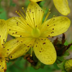 Hiperico, plantas medicinales