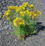 Hiperico, plantas medicinales