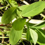 Hiperico, plantas medicinales